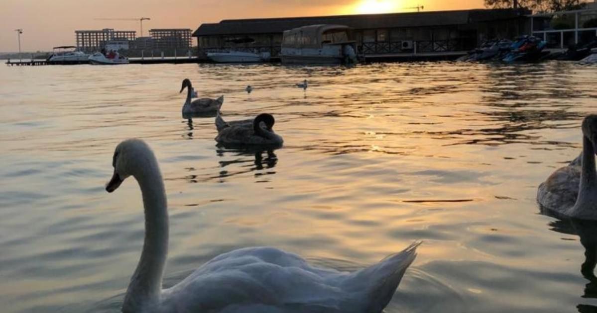 Hotel La Scoica Land Năvodari Buitenkant foto